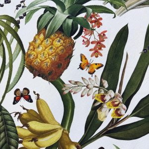 Pineapple Banana on White