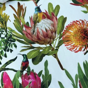 Birds on Proteas on White